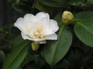Camellia sasanqua Swan Lake             
